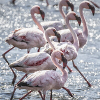 Buy canvas prints of Stepping Out, Lesser Flamingos by Belinda Greb