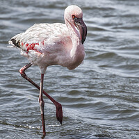 Buy canvas prints of Lesser Flamingo, No. 1 by Belinda Greb