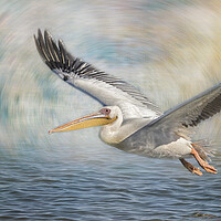 Buy canvas prints of Flight of a Great White Pelican by Belinda Greb