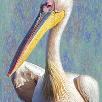 Buy canvas prints of Great White Pelican, Profile, painterly by Belinda Greb