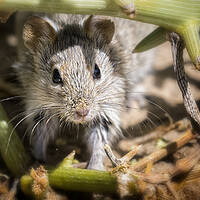 Buy canvas prints of Desert Pygmy Mouse by Belinda Greb