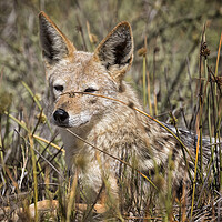 Buy canvas prints of Black-backed Jackal Laying in Long Grass by Belinda Greb