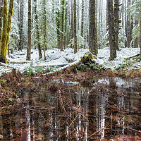 Buy canvas prints of Winter Woods Reflection in a Pool of Leaves by Belinda Greb