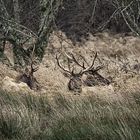 Buy canvas prints of Bull Elk Resting in a Field on a Rainy Day by Belinda Greb