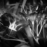 Buy canvas prints of A Riot of No Color by Belinda Greb