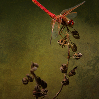 Buy canvas prints of Red Dragonfly on Dead Plant by Belinda Greb