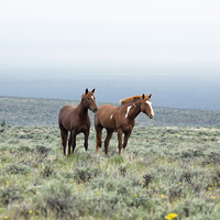 Buy canvas prints of Wild Horses - South Steens No. 1 by Belinda Greb
