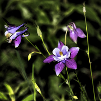 Buy canvas prints of Flower and Fly by Belinda Greb