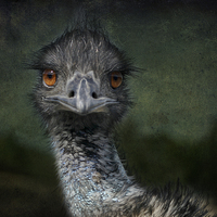 Buy canvas prints of Emu Gazing Version 2 by Belinda Greb