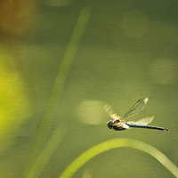 Buy canvas prints of Blue Darner Dragonfly - Green Water and Light by Belinda Greb