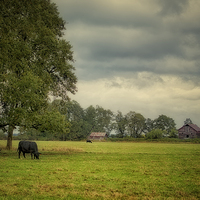 Buy canvas prints of Out to Pasture by Belinda Greb