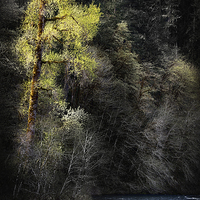 Buy canvas prints of The Tree Across the River by Belinda Greb