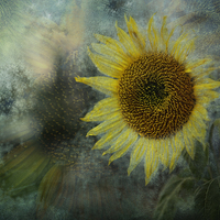 Buy canvas prints of  Sunflower Sea by Belinda Greb