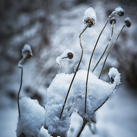 Buy canvas prints of Snow Forms  by Belinda Greb