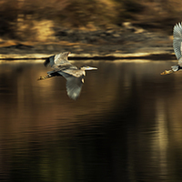 Buy canvas prints of  Impressions of a Heron's Flight by Belinda Greb