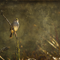 Buy canvas prints of  Bird on a Branch by Belinda Greb