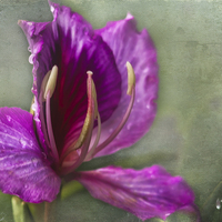 Buy canvas prints of  Pink Tropical Flower by Belinda Greb