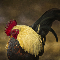 Buy canvas prints of  Rooster with Blond Mane - Kauai - Hawaii by Belinda Greb