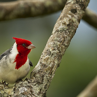 Buy canvas prints of  Red Crested Cardinal by Belinda Greb