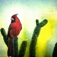 Buy canvas prints of  Red Cardinal No. 1 - Kauai - Hawaii by Belinda Greb