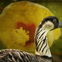 Buy canvas prints of  Nene Goose - Kauai - Hawaii by Belinda Greb