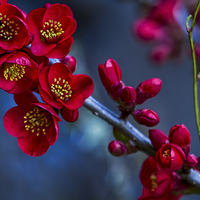 Buy canvas prints of  Red Flowering Quince by Belinda Greb
