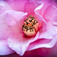 Buy canvas prints of  Camellia Blush by Belinda Greb