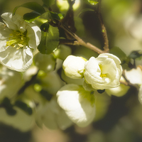 Buy canvas prints of White Quince  by Belinda Greb