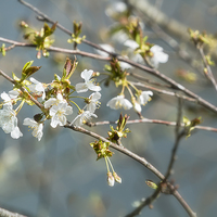 Buy canvas prints of  Pear Blossom No. 2 by Belinda Greb