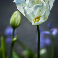 Buy canvas prints of  White Tulip by Belinda Greb