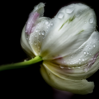Buy canvas prints of  Raindrops on a Tulip by Belinda Greb