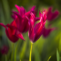 Buy canvas prints of  Red Tulips by Belinda Greb