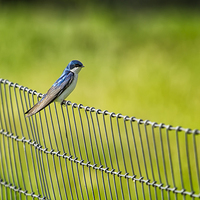 Buy canvas prints of  Tree Swallow Sitting on a Fence by Belinda Greb