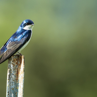 Buy canvas prints of  Tree Swallow Sitting on a Post by Belinda Greb