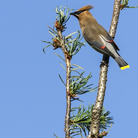 Buy canvas prints of  Cedar Waxwing on the Lookout by Belinda Greb
