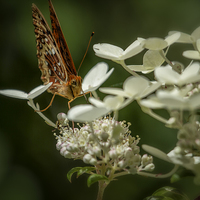 Buy canvas prints of Butterfly on a Hydrangea No. 1 by Belinda Greb