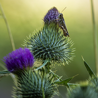 Buy canvas prints of Grasshopper on a Thistle by Belinda Greb