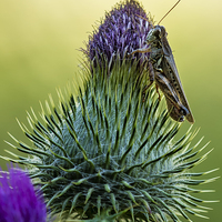 Buy canvas prints of  Grasshopper on a Thistle cropped by Belinda Greb