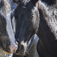 Buy canvas prints of  Bachelor Stallions - Pryor Mustangs by Belinda Greb