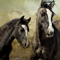 Buy canvas prints of  Feldspar and Ohanzee - Pryor Mustangs by Belinda Greb