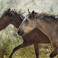 Buy canvas prints of  Running Free - Pryor Mustangs by Belinda Greb
