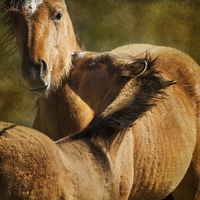 Buy canvas prints of  Horsing Around No. 1 - Pryor Mustangs by Belinda Greb