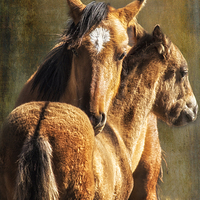 Buy canvas prints of Brotherly Love - Pryor Mustangs  by Belinda Greb