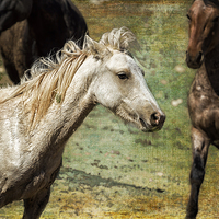 Buy canvas prints of  Nimbus, No. 2 - Pryor Mustang by Belinda Greb