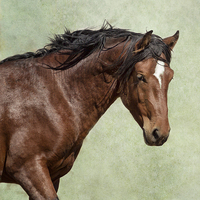 Buy canvas prints of  London - Pryor Mustang by Belinda Greb