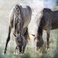 Buy canvas prints of  Grazing on Light and Freedom - Pryor Mustangs by Belinda Greb
