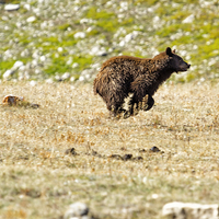 Buy canvas prints of  Bear on the Run by Belinda Greb