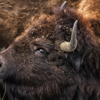 Buy canvas prints of  Wild Eye - Bison by Belinda Greb