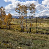 Buy canvas prints of  Lamar Valley in the Fall by Belinda Greb