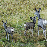 Buy canvas prints of  A Doe And Her Fawns - Yellowstone by Belinda Greb